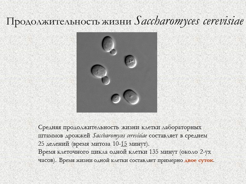 Продолжительность жизни Saccharomyces cerevisiae   Средняя продолжительность жизни клетки лабораторных штаммов дрожжей Saccharomyces